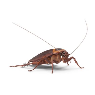 Close-up of a brown cockroach on a white background.