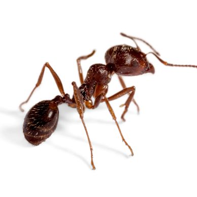 Close-up of a brown ant on a white background.