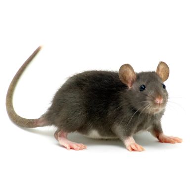 A black rat with pink paws and tail on a white background.