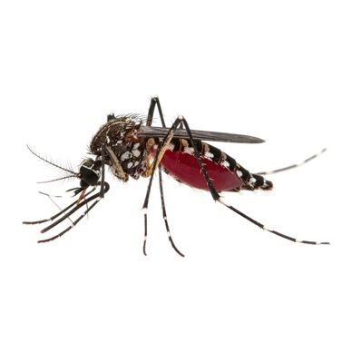 Close-up of a mosquito filled with blood against a white background.