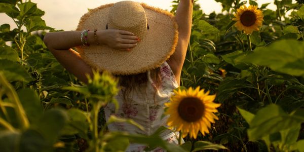 Woman in a sunhat holding a sunflower high in a field of sunflowers at sunset.