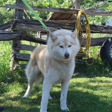 Perun Siberian Huskies Smart Rescue Dog Rescue Dogs For Adoption