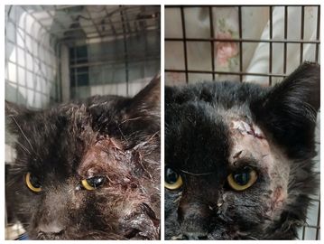 Close-up of a black cat with facial injuries inside a cage.