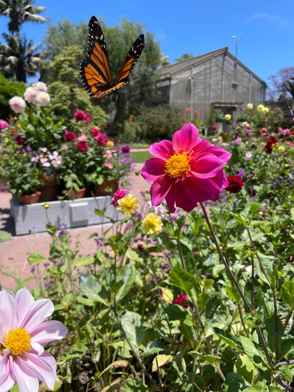 Monarch butterfly hovering over a pink flower in a garden.