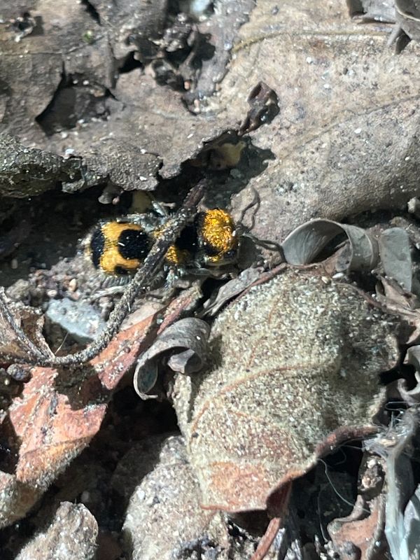 A black and yellow insect on dry leaves.