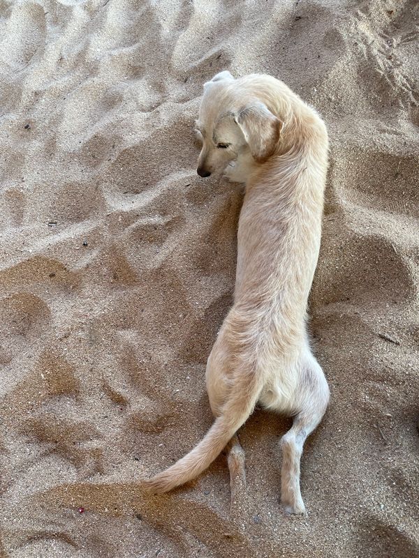 A light brown dog lying on sandy ground, looking back.
