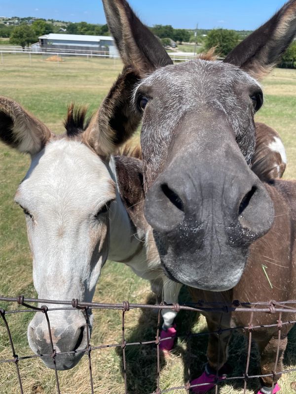 Two donkeys close to a fence on a sunny day.