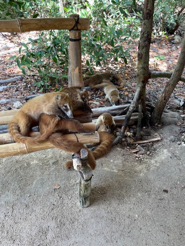 Group of coatis resting on a wooden structure and ground.