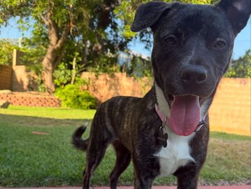 I'm Brownie, a 1-year-3-month-old spayed female lab mix. I'm 45 lbs, vaccinated, and very friendly!