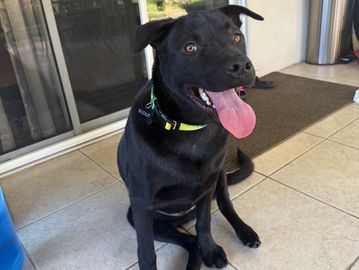 I'm Scout, a 1-year-3-month-old neutered male lab mix. I'm 51.6 lbs, vaccinated, and very friendly!