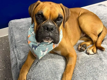 Boxer Audrey relaxing on bed during pet sitting visit