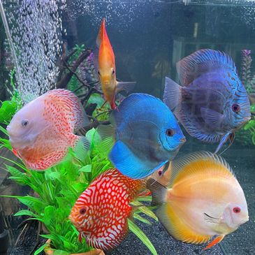 Discus feeding time home visit