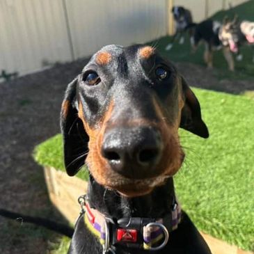 Happy Doberman puppy during pet sitting