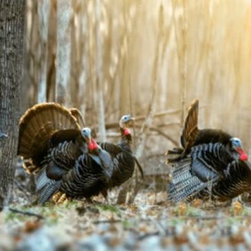 Wild turkeys walking through a sunlit forest floor.