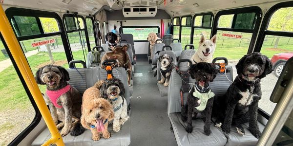 Dogs sitting on bus seats.