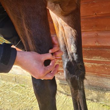 Horse Acupuncture