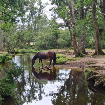 New Forest 