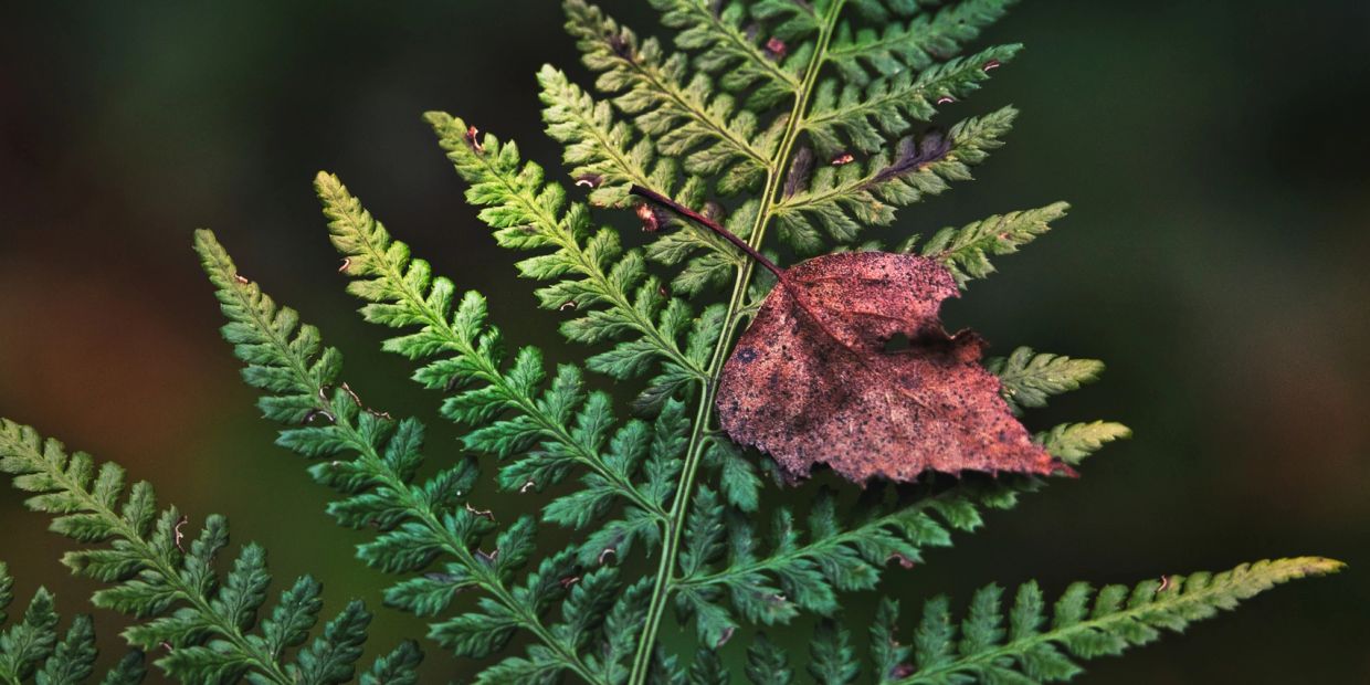 Brown leaf resting on green fern.