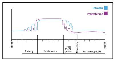 Women's hormones from puberty to menopause