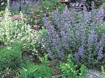 Catmint