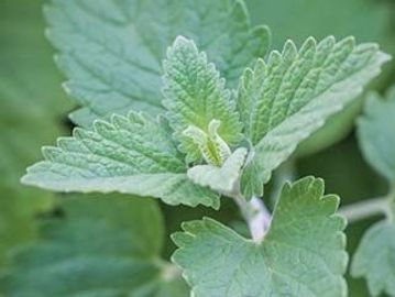 Catnip