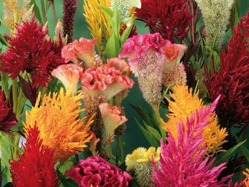 Celosia