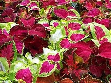 Sun Coleus