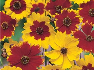 Coreopsis