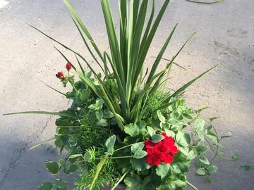 Deluxe Geranium Mix