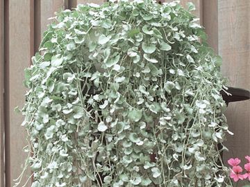 Dichondra