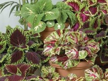 Shade Coleus