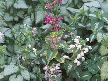 Lamium