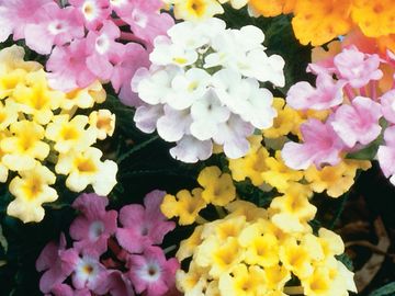 Lantana