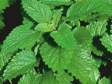 Lemon Balm