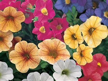 Calibrachoa
Million Bells