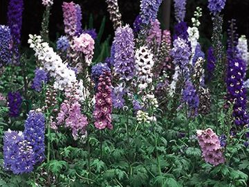 Delphinium