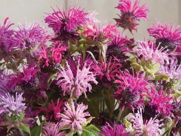 Monarda