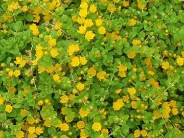 moneywort