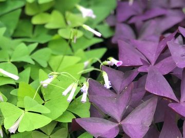 Oxalis