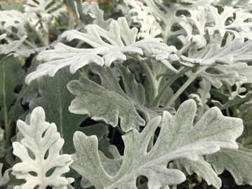 Dusty Miller