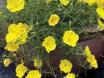 Texas primrose