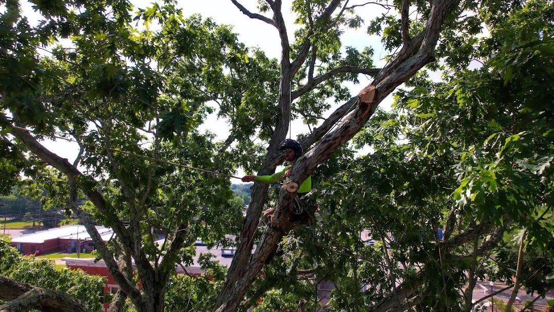 Barnes Brothers Tree Service, Llc (Fully Insured) logo