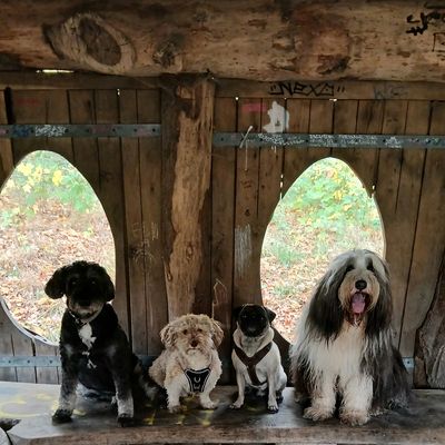 Lustige Hundetruppe aus der  Hundebetreuung und dem Hundekindergarten Hamburg