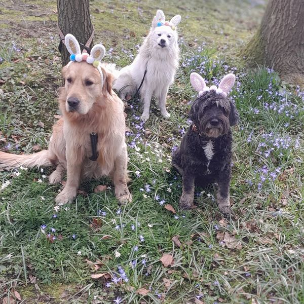 In meiner Hundetagesbetreuung  Hamburg feiern wir den Frühling mit viel Bewegung im Gassi-Service.