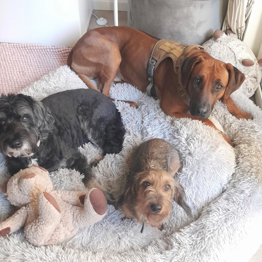 Hundetagesbetreuung mit drei Hunden auf einer Decke
