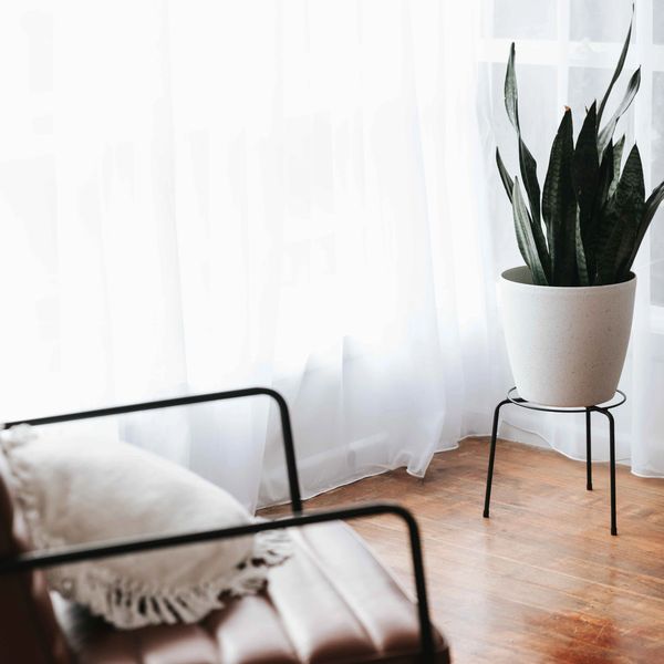 Chair and a plant