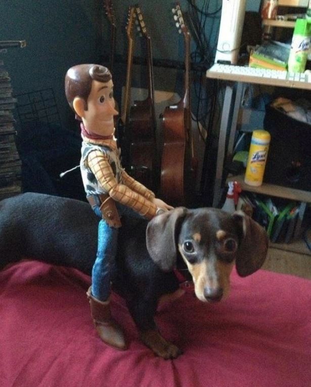A toy Woody, from the Toy Story movie series, sitting on the back of a Dachshund dog.