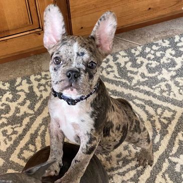 A brindle French Bulldog puppy standing on a patterned rug.