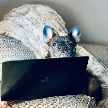 Blue Frenchie at a computer