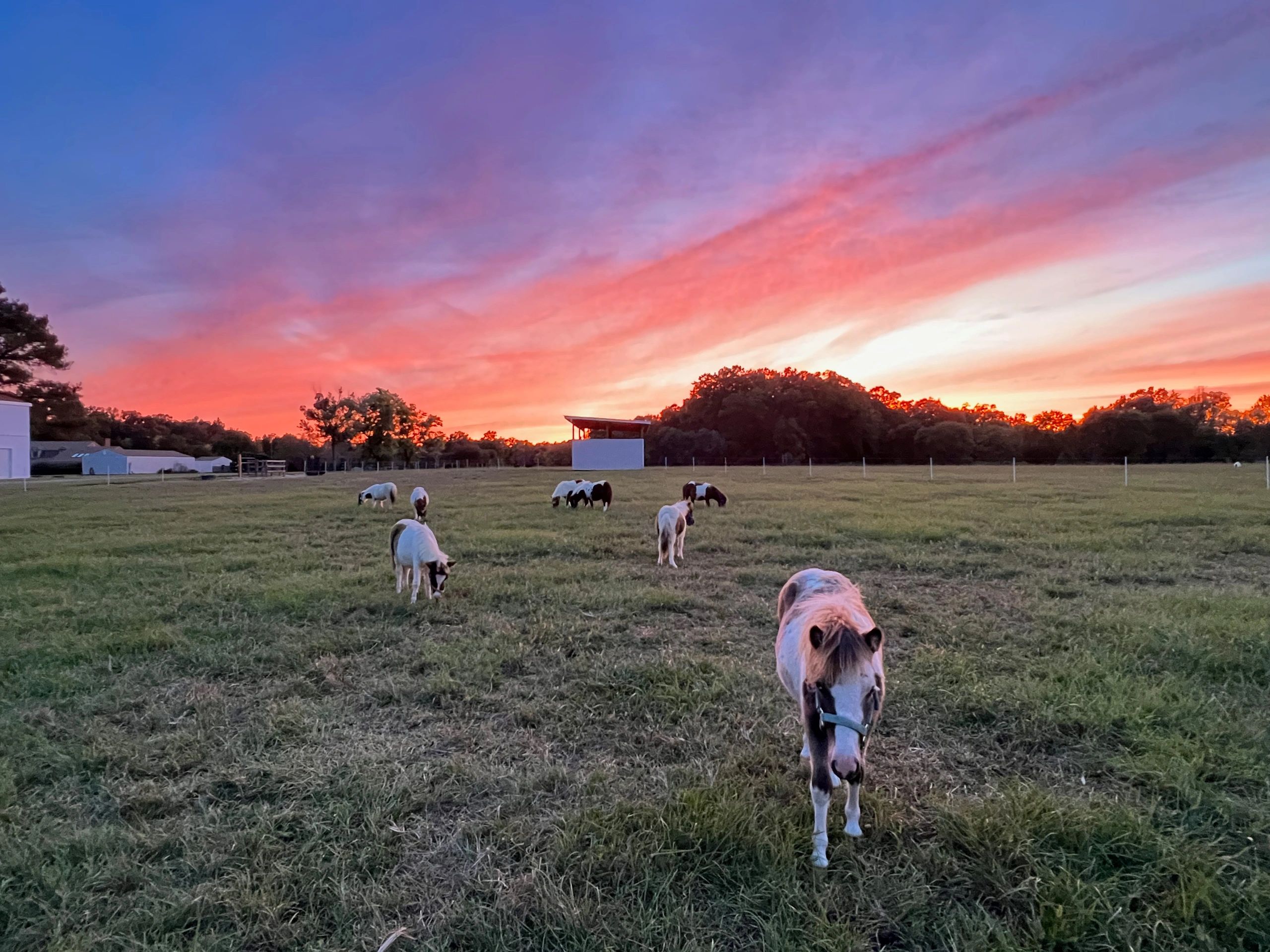 Miniature Horses for Sale - Fontana Farm